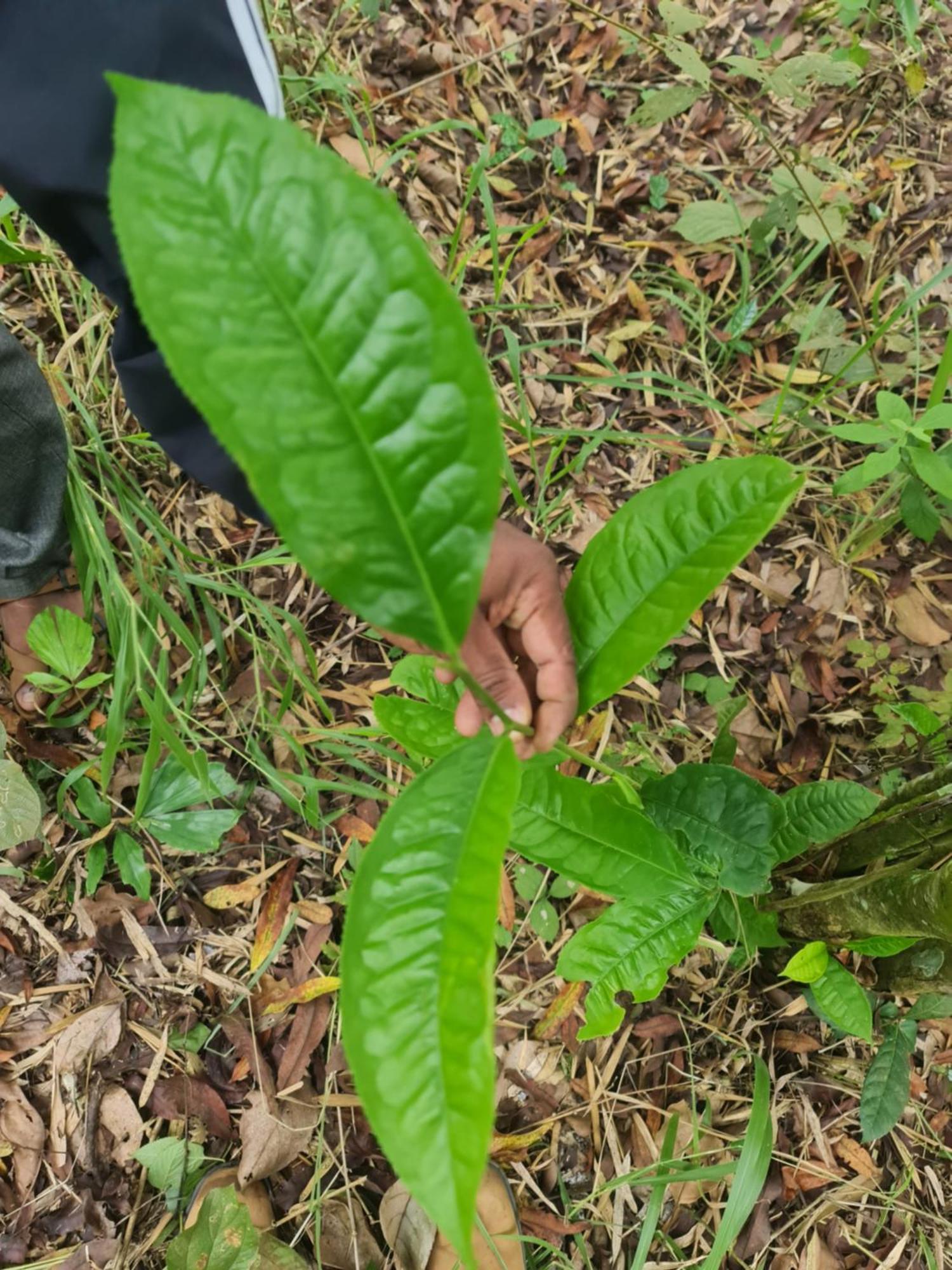Panthalams Homestay テッカディ エクステリア 写真